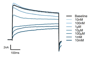 drg ipsc 4ap dose response kv traces Representative current traces showing cummulative Kv current inhibition in DRG neurons across 4-AP concentrations from 10 nM to 10 mM