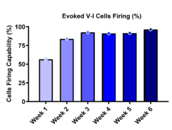 Bar graph illustrating the percentage of DRG neurons capable of evoked firing under voltage-current protocol across six weeks.