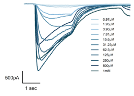 drg ipsc gaba dose response traces overlay of sodium current traces in DRG neurons exposed to increasing concentration of TTX, illustrating dose-dependent inhibition.