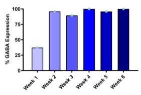 drg ipsc gaba expression over time Bar graph displaying the percentage of DRG neurons expressing GABA receptor currents from week 1 to week 6 in culture.
