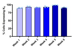 drg ipsc kv expression over time Bar chart shoing percentage of iPSC-derived DRG neurons expressing Kv currents across six weeks of maturation.