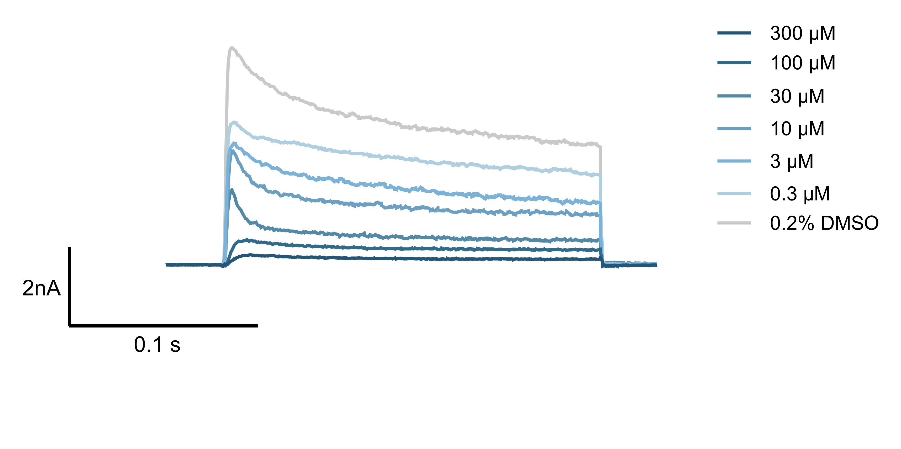 human-kv1.7-current-trace-electrophysiology-sygnature-discovery Electrophysiology current trace showing concentration-dependent activation of human Kv1.7 potassium channels using whole-cell patch clamp. Data generated in-house by Sygnature Discovery.