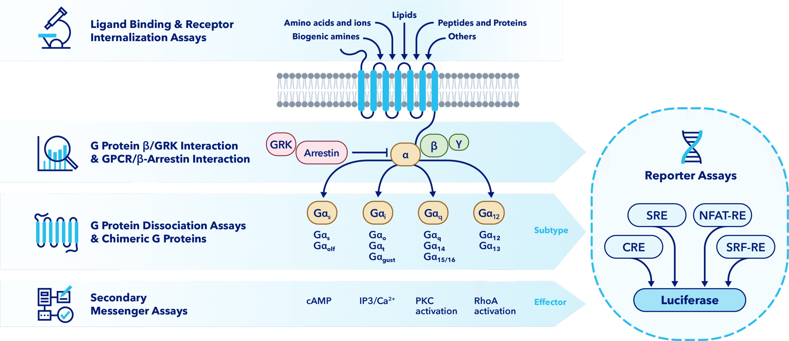 GPCR drug discovery assay platform overview showing receptor-ligand binding, G protein and beta-arrestin interations, G protein subtypes (Gs, Gi/o, Gq, G12/13), secondary messenger pathways (cAMP, IP3/Ca2+, PKC, RhoA), and luciferase-based reporter assays (SRE, CRE, NFAT-RE, SRF-RE). 