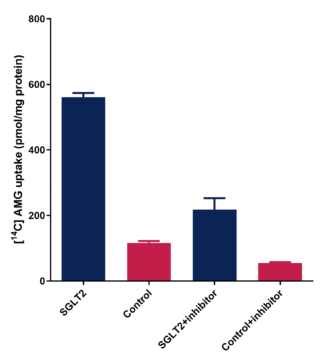 Bar chart showing [14C]AMG uptake in SGLT2-expressing and control cells with and without inhibitor treatment, demonstrating significant transporter-specific uptake and inhibition.