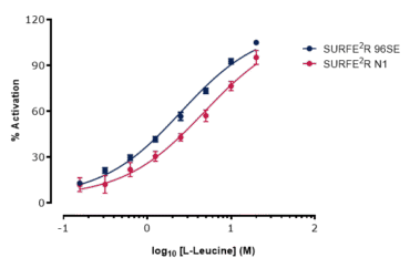 Comparison of EC50 values for L-Leucine transporter via B0AT1 obtained on the SURFE2R N1 and SURFE2R 96Se. Results confirm seamless assay translation to the high-throughput platform.