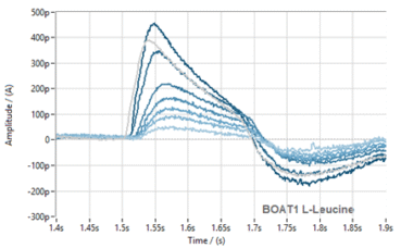 Normalised current traces for L-Leucine transport activity in B0AT1-expressing membranes measured on the SURFE2R 96SE platform, showing concentration-dependent B0AT1 activation.