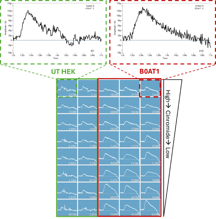 SURFE2R 96SE output comparing cinromide inhibition of B0AT!-expressing membranes with untransfected HEK controls. At the top concentration, the residual current in B0AT1 samples matched the control, confirming full inhibition of transporter-specific activity and that remaining signal was endogenous. 