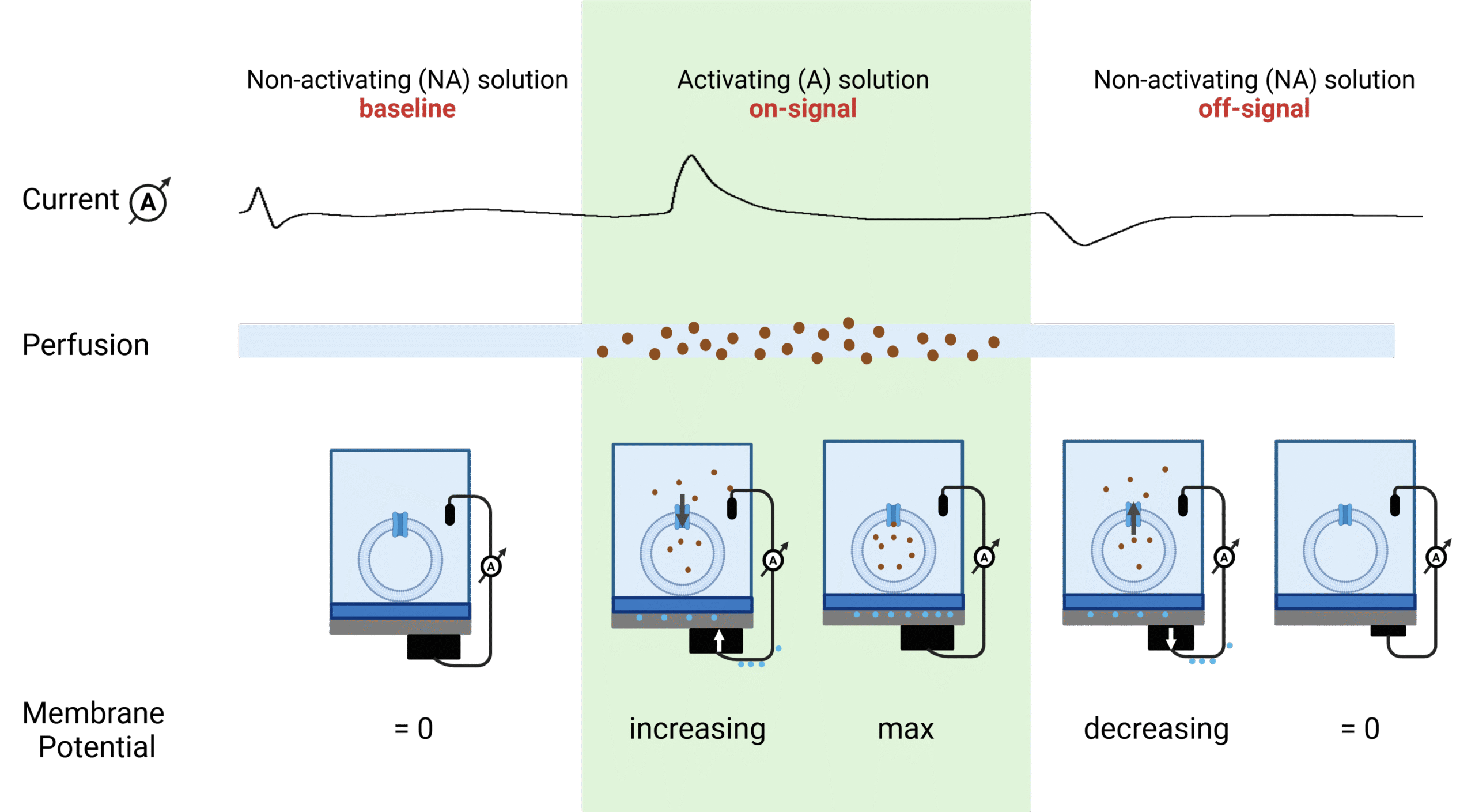 Schematic illustrating the SURFE2R solid-supported membrane electrophysiology (SSME) assay. Transport is initiated by rapid perfusion of the sensor with non-activating (NA) buffer, followed by activating (A) buffer containing substrate. The process generates an on-signal during substrate translocation and an off-signal as equilibrium is restored.