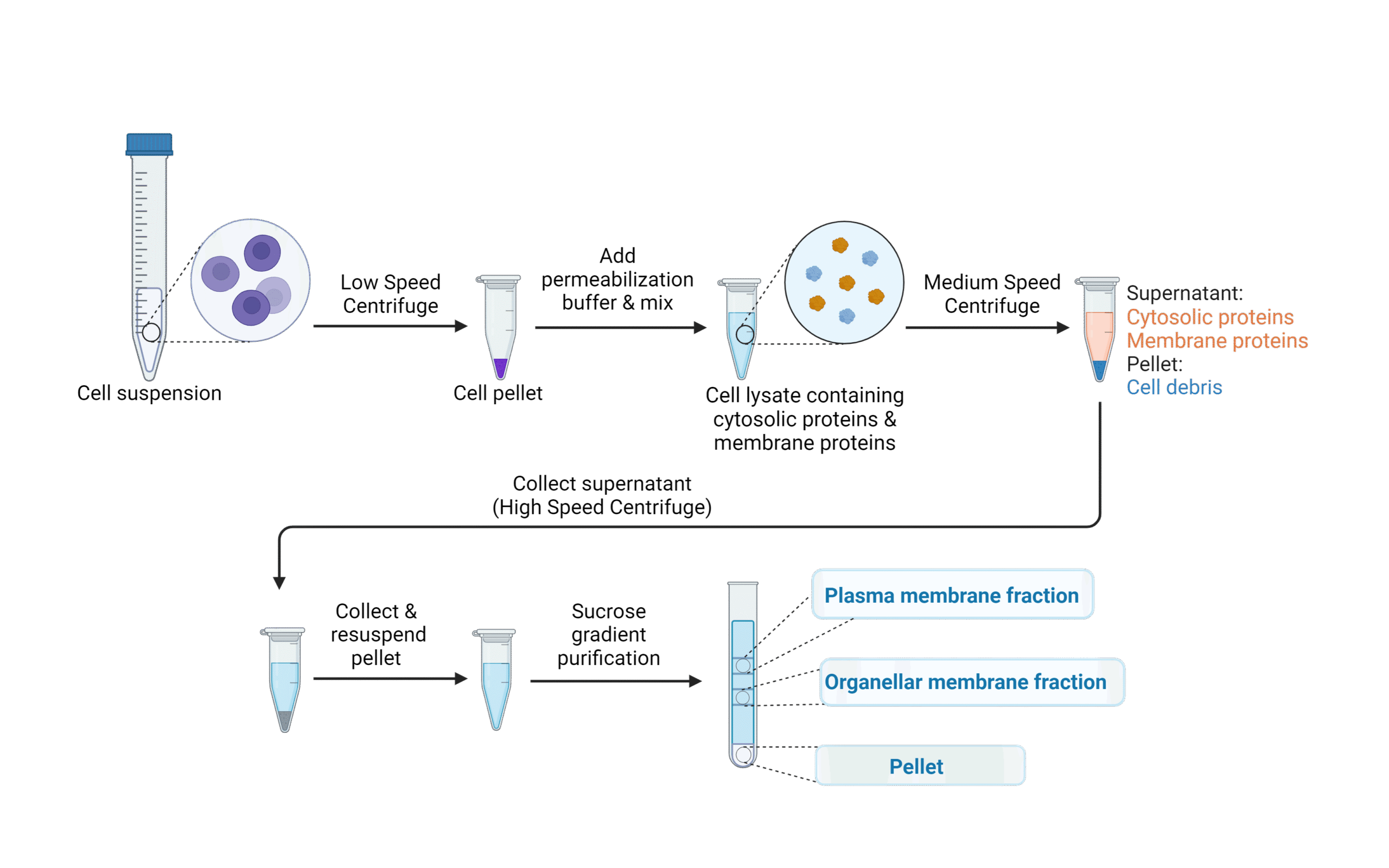 Schematic illustration of the SURFE2R solid-supported membrane electrophysiology (SSME) membrane preparation workflow, showing cell harvest, lysis, centrifugation and fractionation steps to isolate plasma membrane vesicles for transporter assays. 